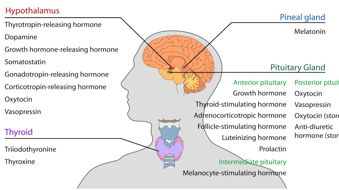 the endocrine system overview