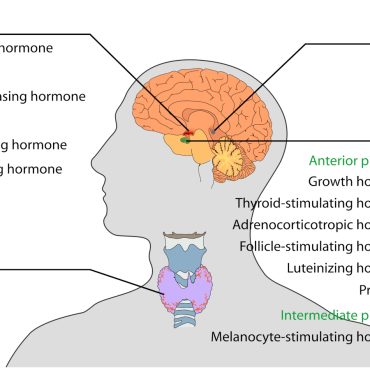 the endocrine system overview