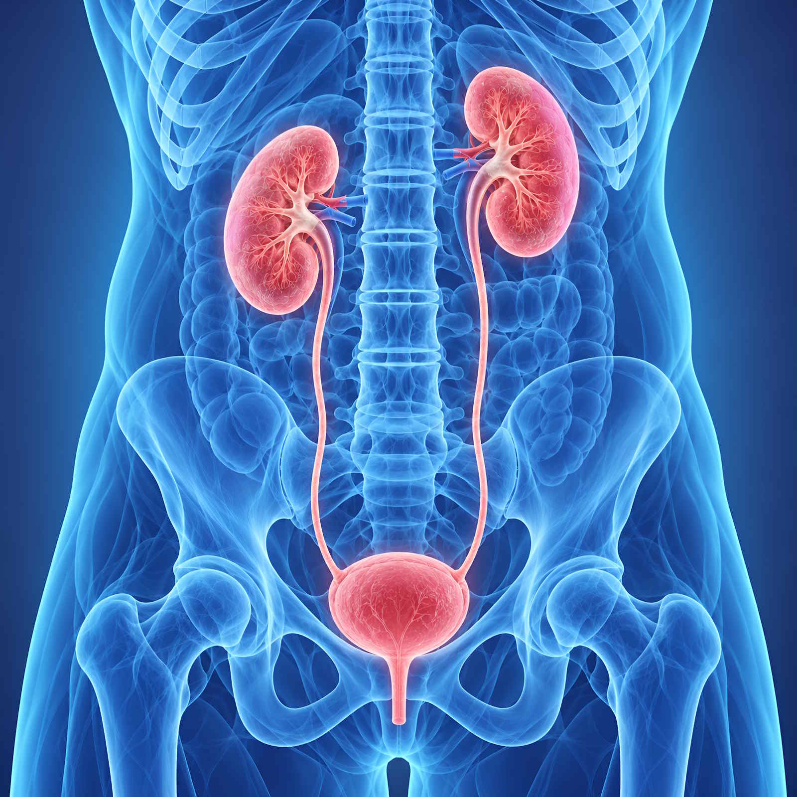 Renal and Excretory System episode artwork